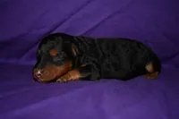 Nutmeg, a female Welsh Terrier for sale in Draper, VA – 7 of 8
