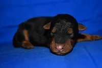 Crisp, a male Welsh Terrier for sale in Draper, VA – 4 of 10