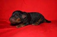 Timber, a female Welsh Terrier for sale in Draper, VA – 6 of 10