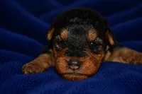 Tribute, a male Welsh Terrier for sale in Draper, VA – 5 of 7