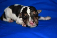 Arlo, a male Wire Fox Terrier for sale in Draper, VA – 2 of 7