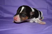Petunia, a male Wire Fox Terrier for sale in Draper, VA – 3 of 10