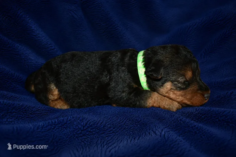 Valor – Welsh Terrier puppy for sale in Draper, VA