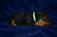 Valor, a male Welsh Terrier for sale in Draper, VA – 1 of 6