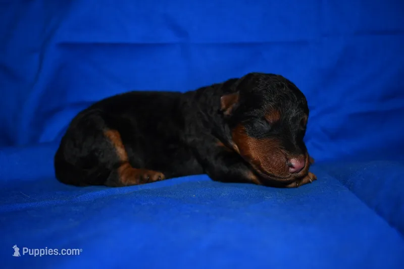 Crisp – Welsh Terrier puppy for sale in Draper, VA