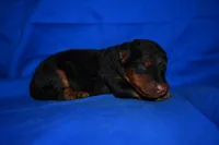 Crisp, a male Welsh Terrier for sale in Draper, VA – 1 of 10