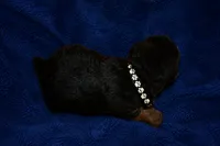 Commander, a male Welsh Terrier for sale in Draper, VA – 6 of 6