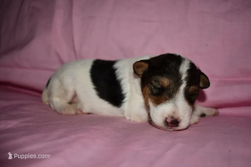 Tundra – Wire Fox Terrier puppy for sale in Draper, VA