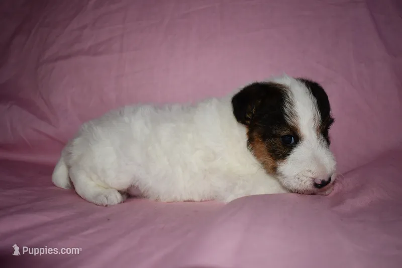 Snow Bell – Wire Fox Terrier puppy for sale in Draper, VA