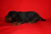 Timber, a female Welsh Terrier for sale in Draper, VA – 7 of 10