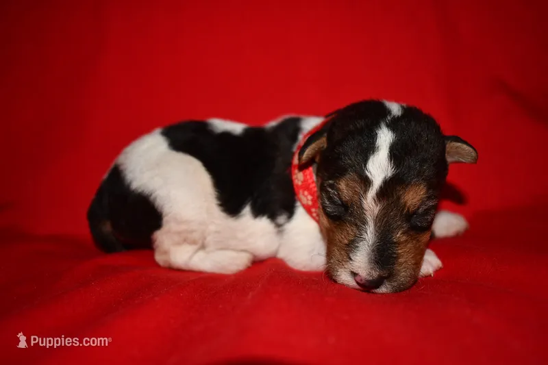Arlo – Wire Fox Terrier puppy for sale in Draper, VA