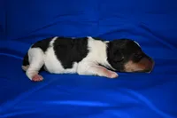 Wilbur, a male Wire Fox Terrier for sale in Draper, VA – 2 of 7