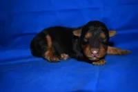 Cider, a male Welsh Terrier for sale in Draper, VA – 4 of 8