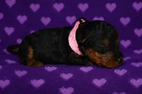 Spirit, a female Welsh Terrier for sale in Draper, VA – 2 of 6