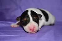 Tundra, a female Wire Fox Terrier for sale in Draper, VA – 7 of 10