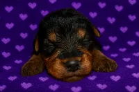 Freedom, a female Welsh Terrier for sale in Draper, VA – 4 of 6