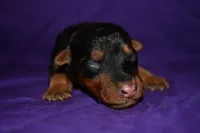 Hazelnut, a female Welsh Terrier for sale in Draper, VA – 7 of 8