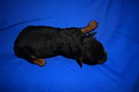 Crisp, a male Welsh Terrier for sale in Draper, VA – 10 of 10