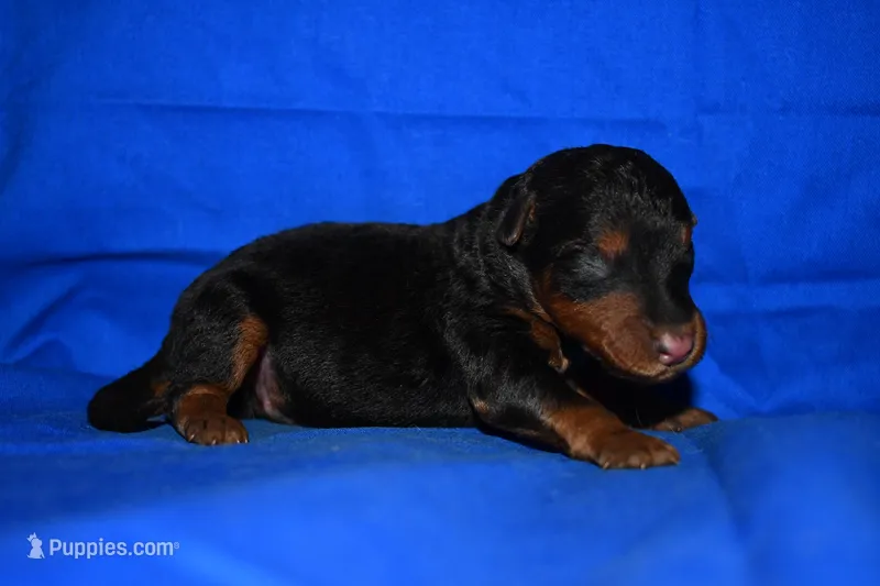 Spice – Welsh Terrier puppy for sale in Draper, VA
