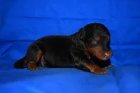Spice, a male Welsh Terrier for sale in Draper, VA – 1 of 10