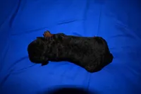 Spice, a male Welsh Terrier for sale in Draper, VA – 10 of 10