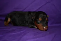 Nutmeg, a female Welsh Terrier for sale in Draper, VA – 6 of 8