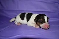 Charlotte, a male Wire Fox Terrier for sale in Draper, VA – 1 of 9