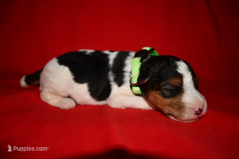 Brewster – Wire Fox Terrier puppy for sale in Draper, VA