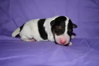 Tundra, a female Wire Fox Terrier for sale in Draper, VA – 5 of 10