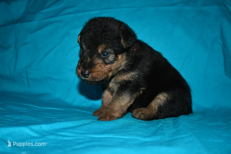 Firecracker – Welsh Terrier puppy for sale in Draper, VA