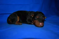 Crisp, a male Welsh Terrier for sale in Draper, VA – 9 of 10