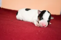 Dexter, a male Wire Fox Terrier for sale in Draper, VA – Photo 4 of 8