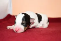 Dexter, a male Wire Fox Terrier for sale in Draper, VA – Photo 2 of 8