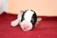 Dexter, a male Wire Fox Terrier for sale in Draper, VA – Photo 5 of 8