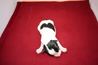 Dexter, a male Wire Fox Terrier for sale in Draper, VA – Photo 8 of 8