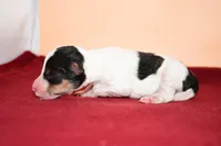 Dexter, a male Wire Fox Terrier for sale in Draper, VA – Photo 6 of 8