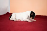 Dexter, a male Wire Fox Terrier for sale in Draper, VA – Photo 3 of 8