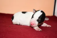 Dexter, a male Wire Fox Terrier for sale in Draper, VA – Photo 1 of 8