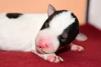 Dexter, a male Wire Fox Terrier for sale in Draper, VA – Photo 7 of 8