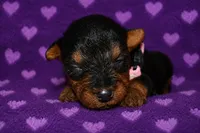 Spirit, a female Welsh Terrier for sale in Draper, VA – 5 of 6