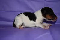 Petunia, a male Wire Fox Terrier for sale in Draper, VA – 4 of 10