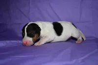 Tundra, a female Wire Fox Terrier for sale in Draper, VA – 4 of 10
