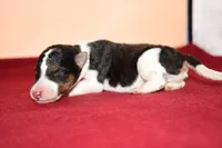 Chip, a male Wire Fox Terrier for sale in Draper, VA – Photo 6 of 10