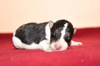 Chip, a male Wire Fox Terrier for sale in Draper, VA – Photo 4 of 10