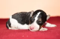 Chip, a male Wire Fox Terrier for sale in Draper, VA – Photo 8 of 10