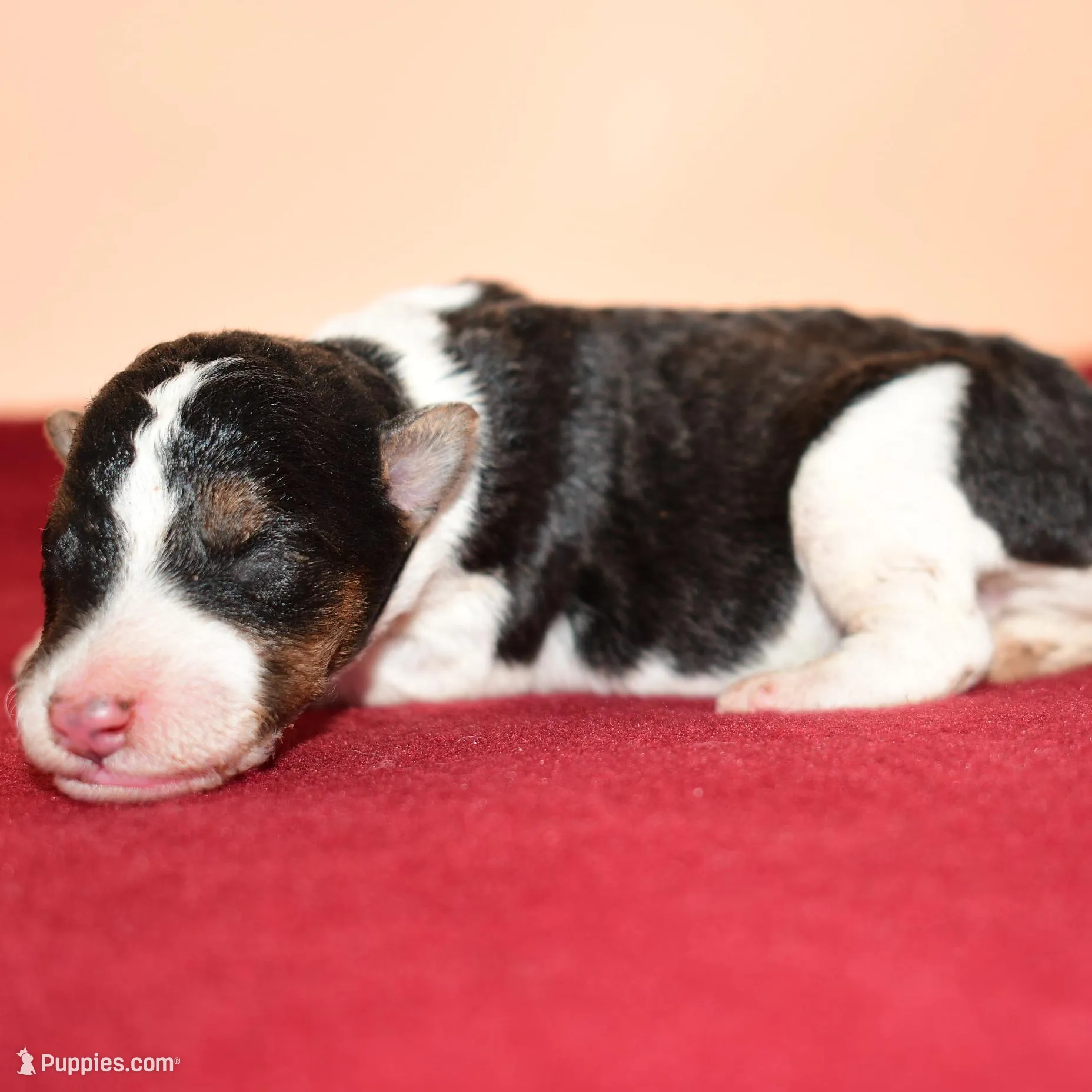 Chip, a male Wire Fox Terrier for sale in Draper, VA – Photo 7 of 10