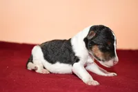 Chip, a male Wire Fox Terrier for sale in Draper, VA – Photo 9 of 10
