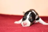 Chip, a male Wire Fox Terrier for sale in Draper, VA – Photo 3 of 10