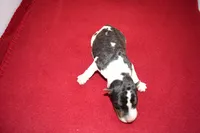 Chip, a male Wire Fox Terrier for sale in Draper, VA – Photo 10 of 10