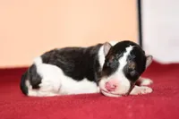 Chip, a male Wire Fox Terrier for sale in Draper, VA – Photo 5 of 10